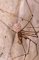 Pholcus_opilionoides_D4829_Z_88_Les Gris_Frankrijk